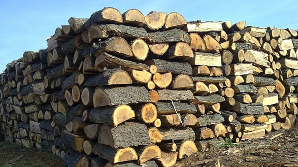 Голямо напрежение има между дърводобивните фирми и държавата, алармират браншовици