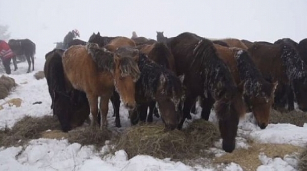 Още няма обвинения за мъртвите коне в Осоговската планина