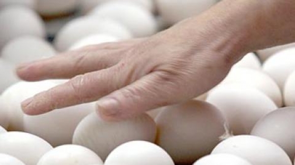 Прокуратурата разследва заразените яйца
