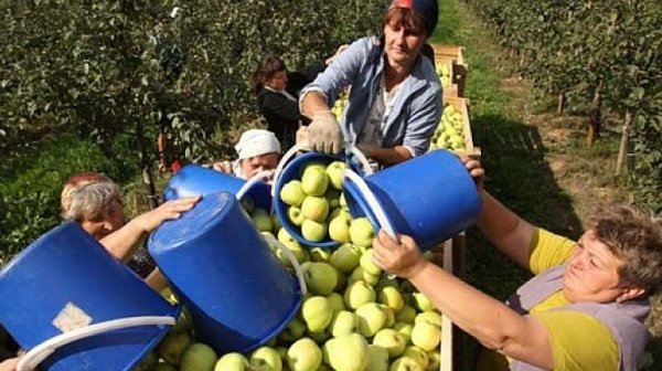 След 10 години няма да има български ябълки на пазара