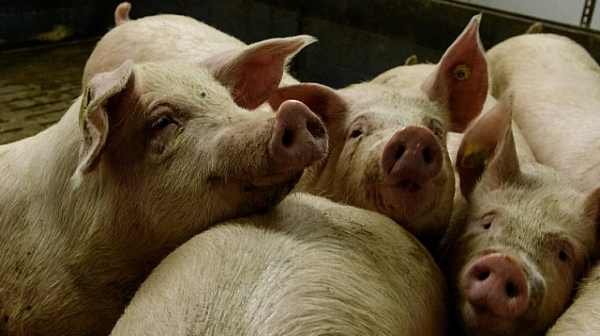 Бедствие! Умъртвяват още 40 000 прасета на свинеферма в Русенско