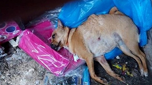Кръвожадни кучета умъртвиха пинчерче в Мездра
