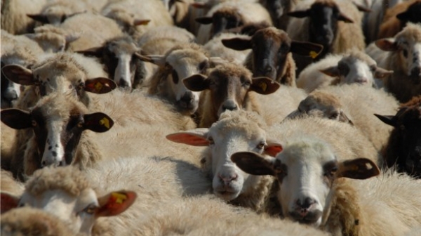 Започнаха да умират овцете във ферма в Болярово, в която не бяха допуснати ветеринари