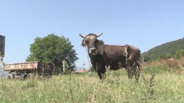 Швейцарците отказаха да се субсидират стопани на крави с рога