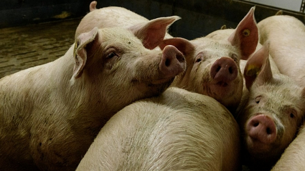 Еврокомисар: България е изправена пред огромната опасност да загуби цялото си свиневъдство