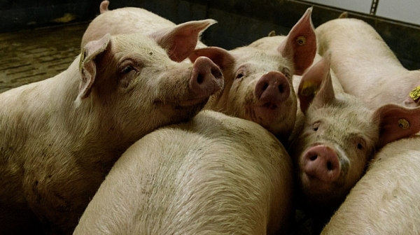 Държавата отпуска 30 млн. лева за хуманно отношение към свинете