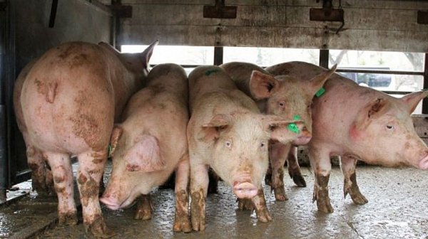 Започна унищожаването на 17 хил. прасета в свинекомплекса в русенското село Николово