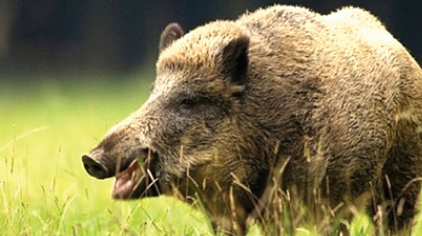 576 огнища на чума по свинете в Румъния
