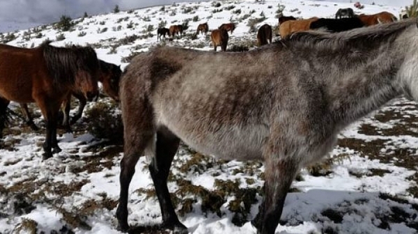 Много загинали и бедстващи коне в Осоговската планина