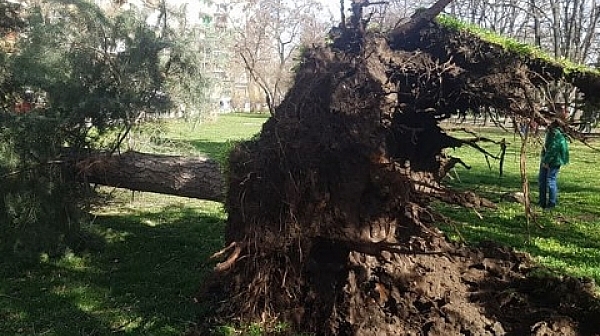 Силен вятър в столицата, дърво падна в парка ”Заимов”