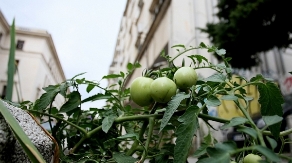 МВР се хвали с разбити схеми за ракия, дизел и домати