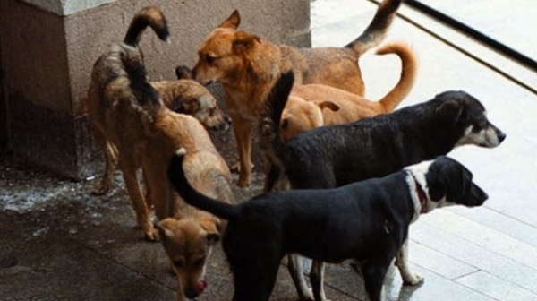 Масово тровят кучета и котки в Петрич, трупове осеяха градинките