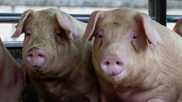 Продължават протестите зарази проблема със свинете