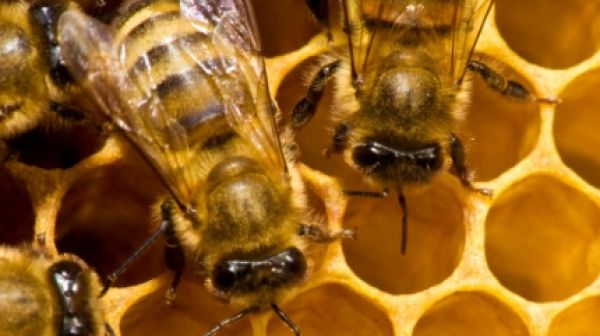 ЕК призна мановия мед за уникален