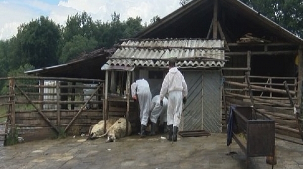 Достъпът до Шарково е ограничен заради чумата по животните
