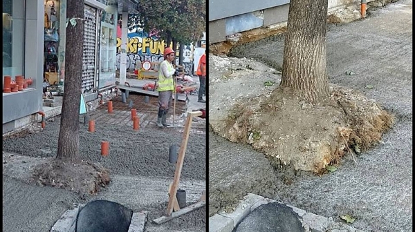 Спаси София алармира, че се бетонират дърветата по ул. Граф Игнатиев