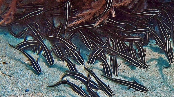 Внимание! Една от най-отровните риби в света може да се появи край гръцките острови