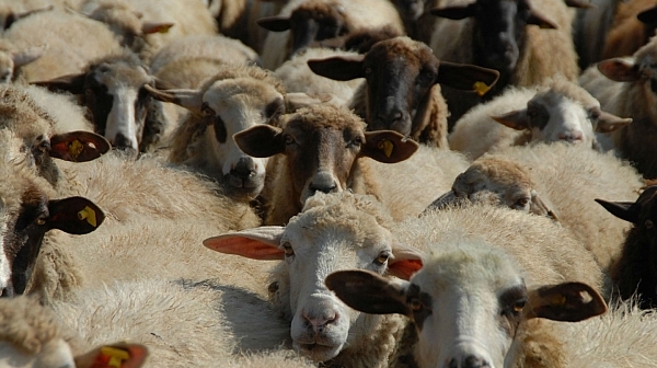 Фермерите в Странджа отново отказаха втора проба за животните си