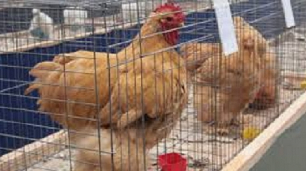 Нови огнища на птичи грип в Асеновград и Крумово