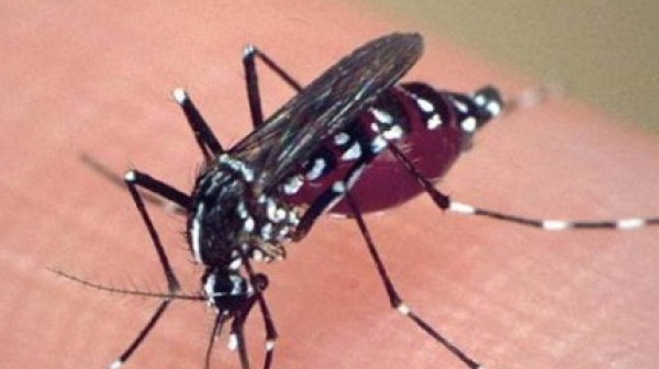 Нашествие от комари тормози живеещите по Дунав
