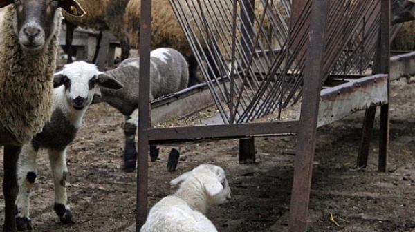 Няма болни животни в стадото на Ана Петрова в Болярово