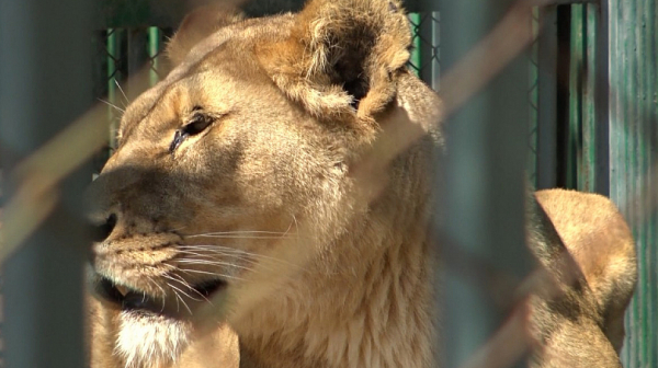 Починаха двете новородени лъвчета в зоокът “Кенана”