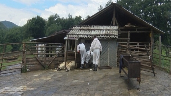 В Болярово продължават да не дават проба за чума