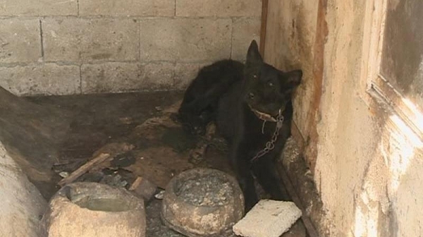 Варненец изкарвал по 60 бона на месец от незаконна продажба на кучета