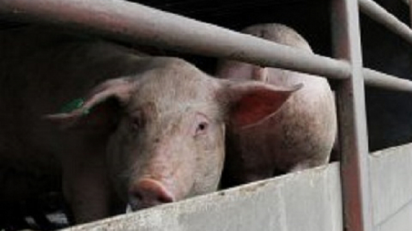 Започна умъртвяването на хилядите болни свине в Русенско