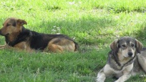 3600 са бездомните кучета в София