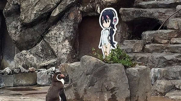 Пингвин се влюби в картонена фигура на момиче от електронна игра