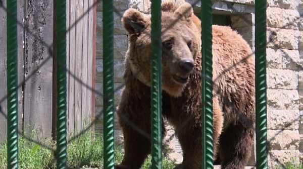 Две мечки избягаха от зоопарка в Димитровград, Митко сам се върна, Ани я догониха