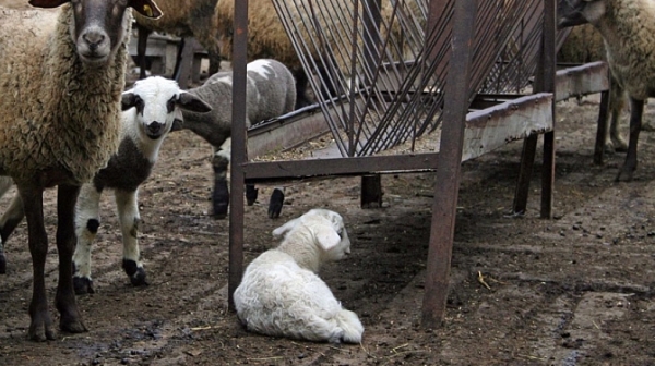 БАБХ: В 59 населени места има животни с антитела на чума