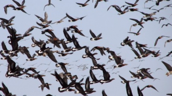 Забраниха продажбата на птици в Бургас заради птичия грип