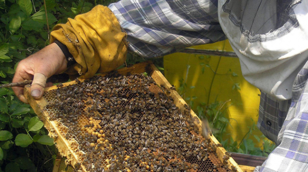 Пчелари искат затвор за ползването на пестициди