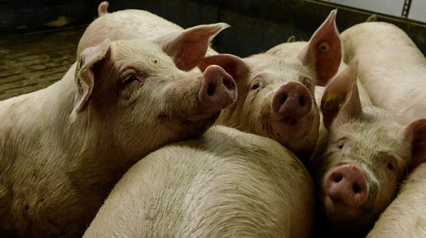 Напрежение във Видин заради евтаназията на свинете