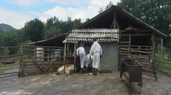 ЕК: Ситуацията с африканската чума в България е сериозна