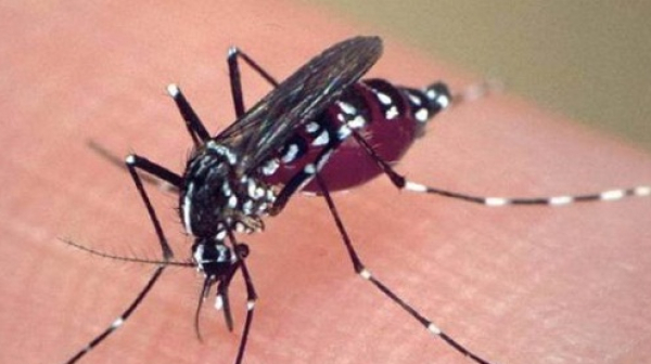 Започва пръскането срещу комари по поречието на Дунав