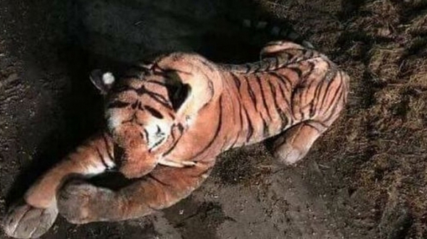 Тигър нападна 2-годишно дете в Тайланд
