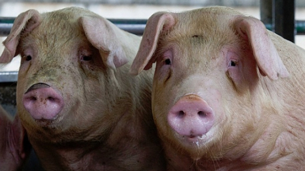 Умъртвяват свинете около огнището на африканска чума в плевенско