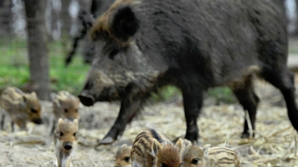 Ловци протестират срещу забраната за групов лов на диви свине