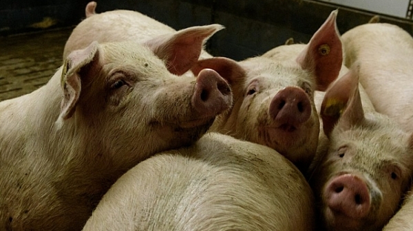 Русия забрани вноса на свинско от България заради чумата