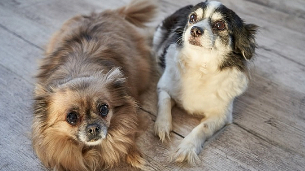 Експерти с подписка срещу намордниците - застрашават живота на кучетата