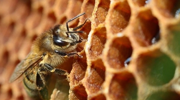 Честваме Свети Прокопий – празник на меда, пчелите и пчеларите