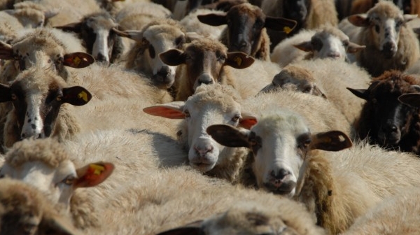 Над 1 млн. лева са преведени за стопанствата с евтаназирани животни