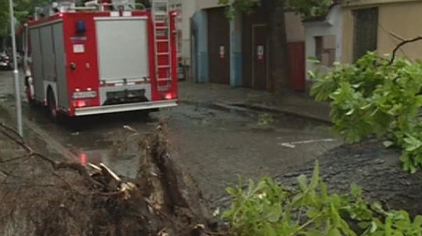 Силна буря изкорени дървета в Пловдив