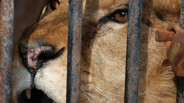 Българските зоопаркове не отговарят на европейските стандарти