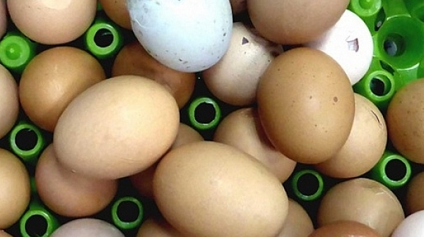 Заради птичи грип прибират от пазара близо 1 милион яйца