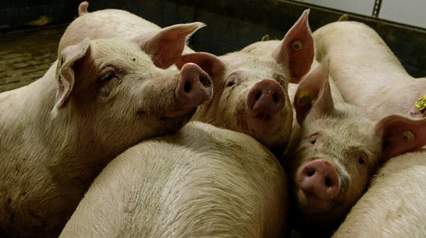 Кметовете в пазарджишко бунят хората да не убиват свинете
