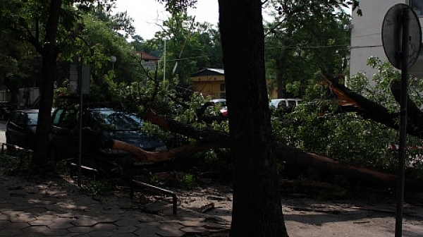 Старо дърво в Пловдив падна върху кола, от общината се правят на ощипани